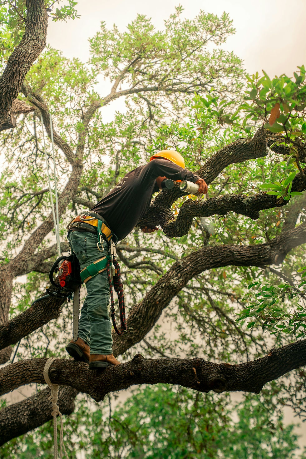 Arborist pruning tree branches in a residential yard