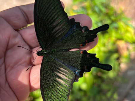 石垣島（ヤエヤマカラスアゲハ）