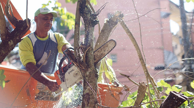 AMBIENTE REALIZA PODA DE ÁRVORES NO SANTA CRUZ