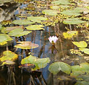Lily Pads