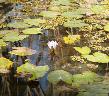 Lily Pads