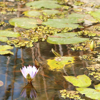 Lily Pads 