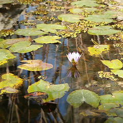 Lily Pad Pond