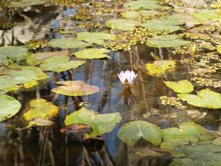 What's your pond like?