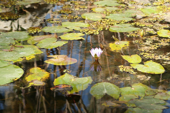 Lily Pads