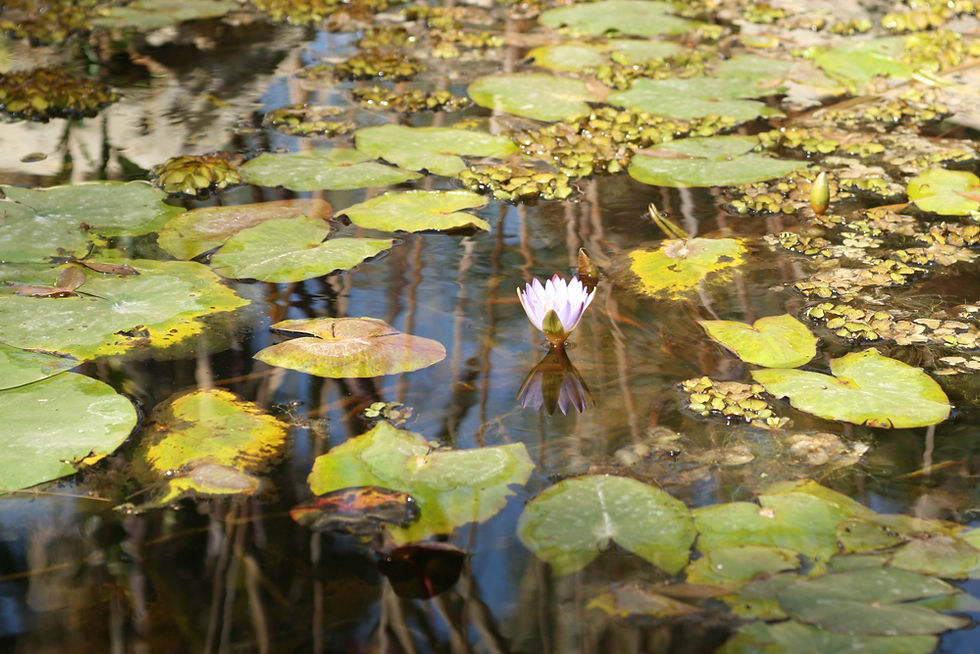 Lily Pad Pond