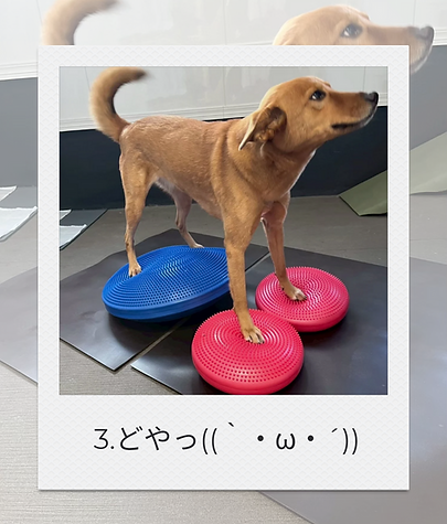 3. 陸上トレーニング（バランス＆体幹）