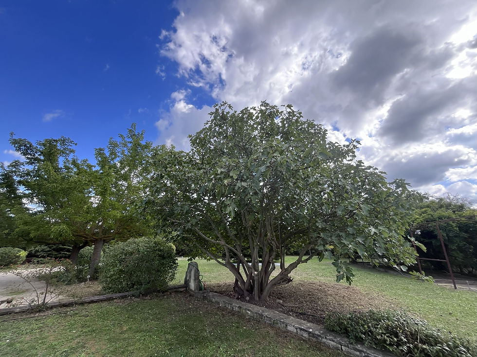 Nettoyage pied de Figuier