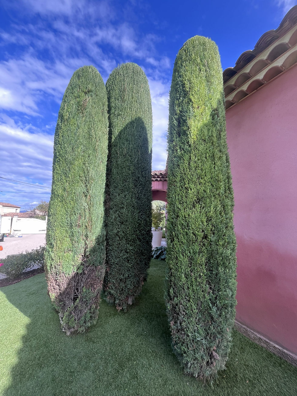 Taille de cyprès