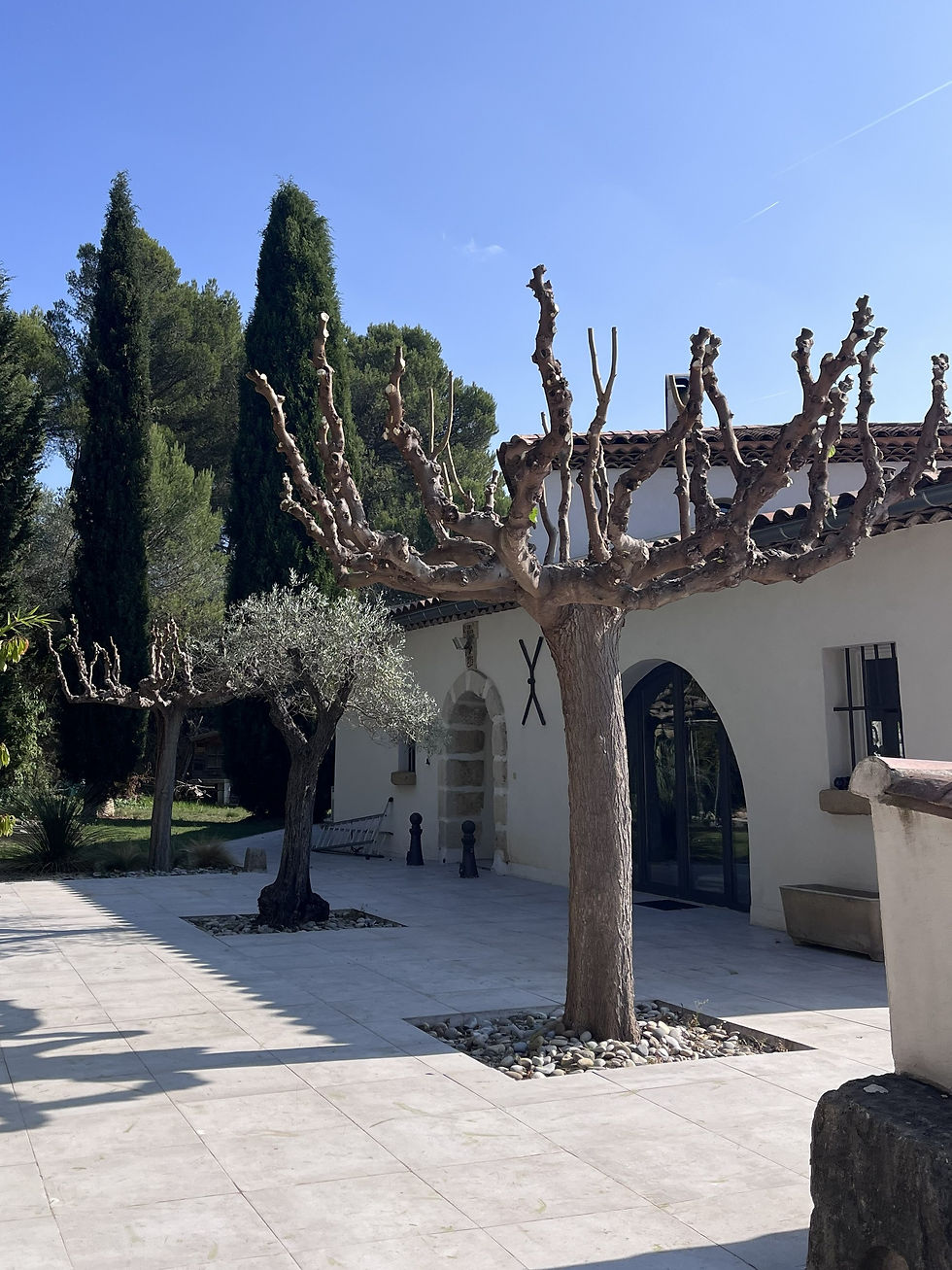 Elagage Murier Platanes