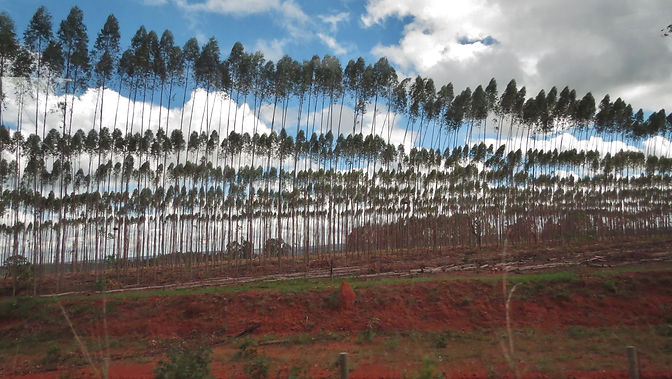 Eucalyptus plantation: a dead landscape for pollinators