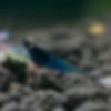 Orange Eye Blue Bolt Shrimp