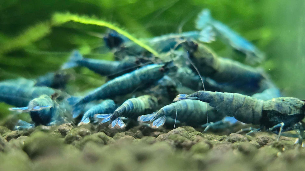 Deep Blue Bolt Shrimp