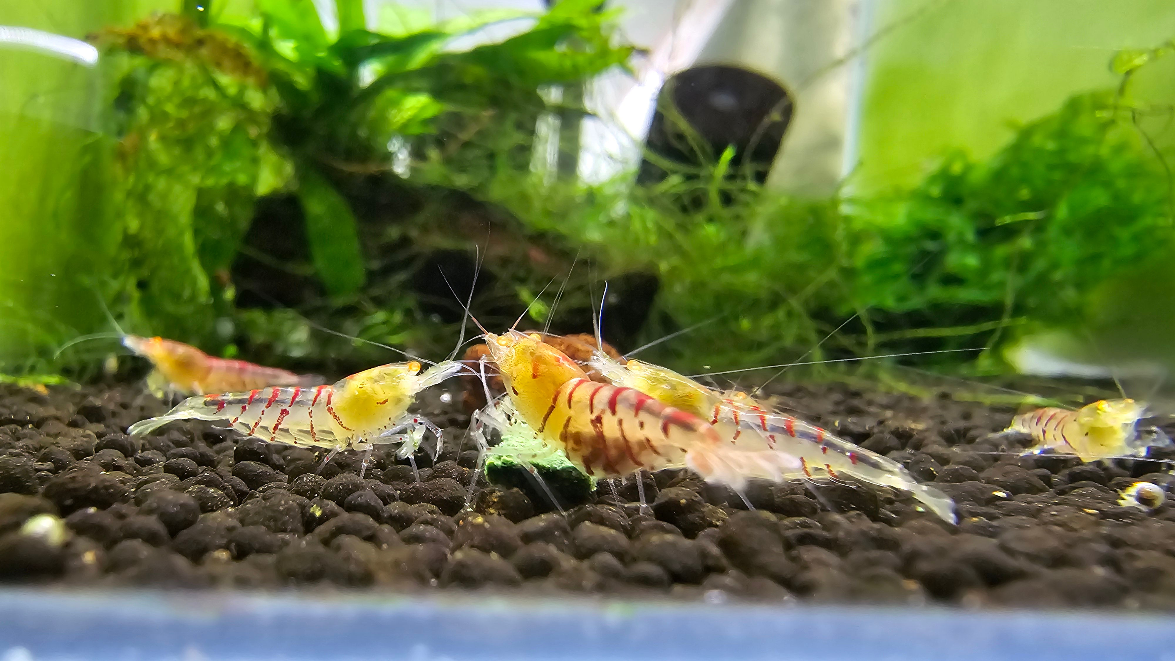 Orange Eye Red Tiger Shrimp