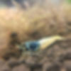 Blue Steel Shrimp