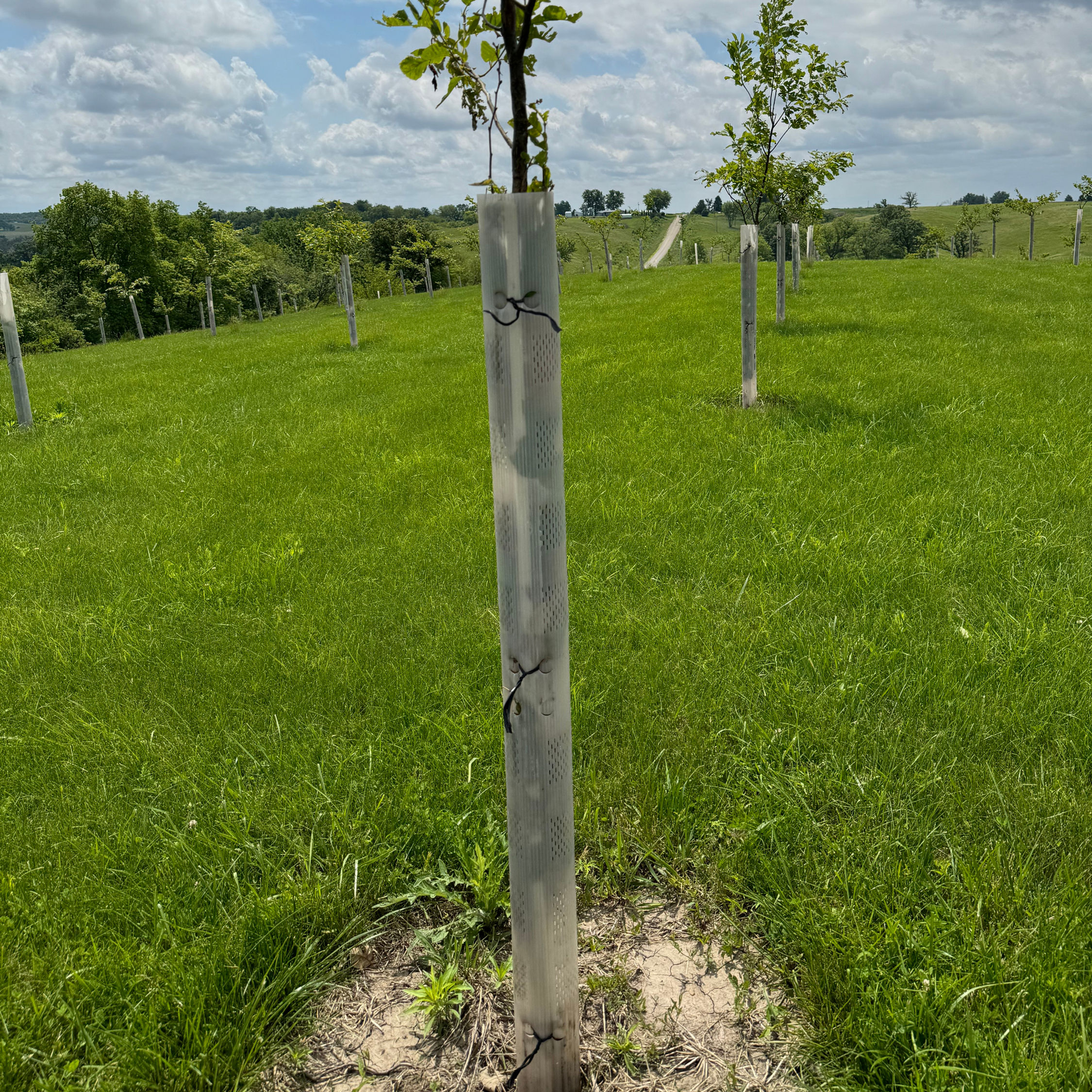 Plantra Tree Shelter & Stake Combo