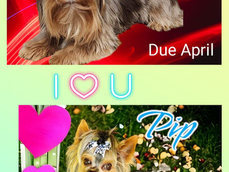 Future Spring Litters Updated 4/2