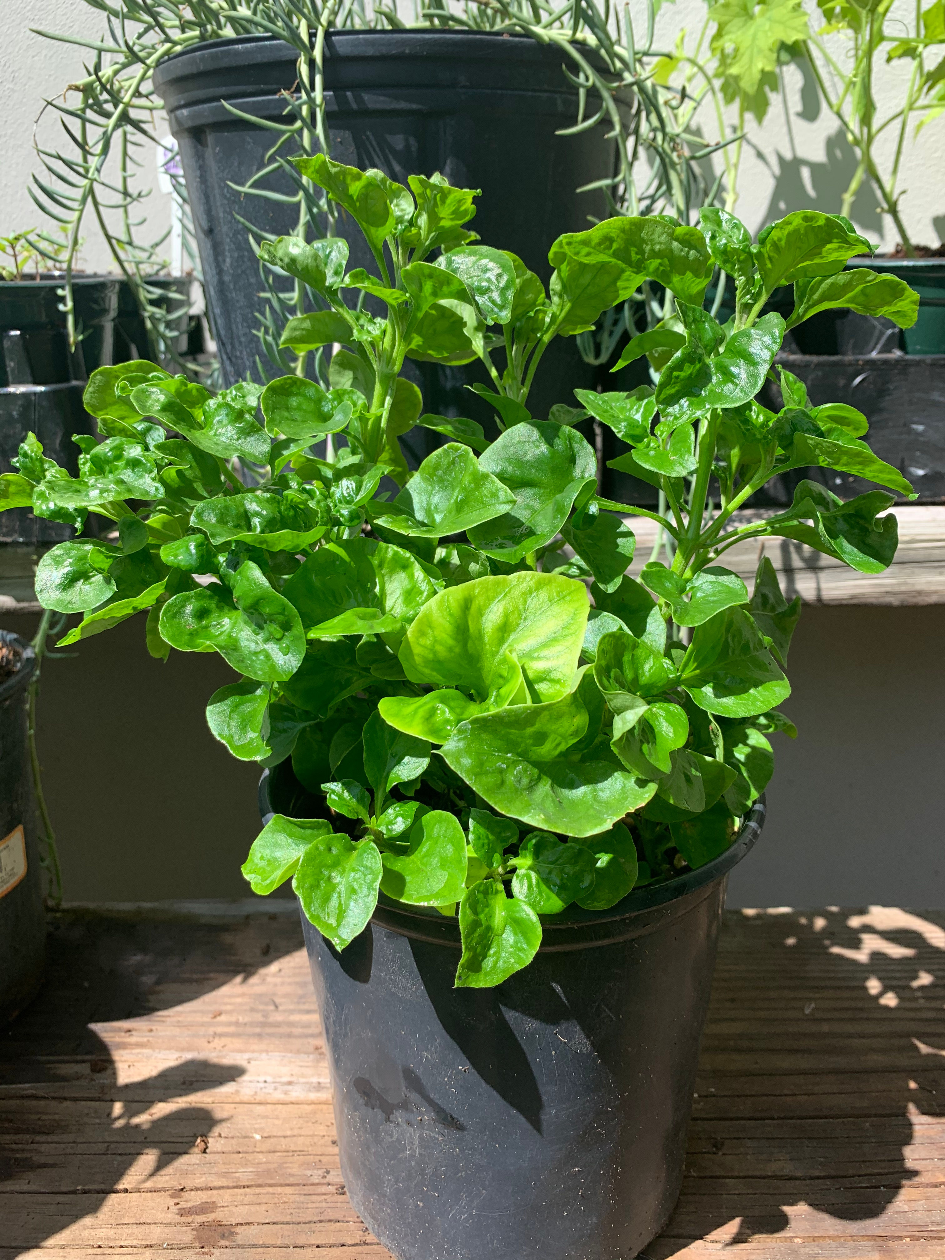 Sisso Spinach Plant