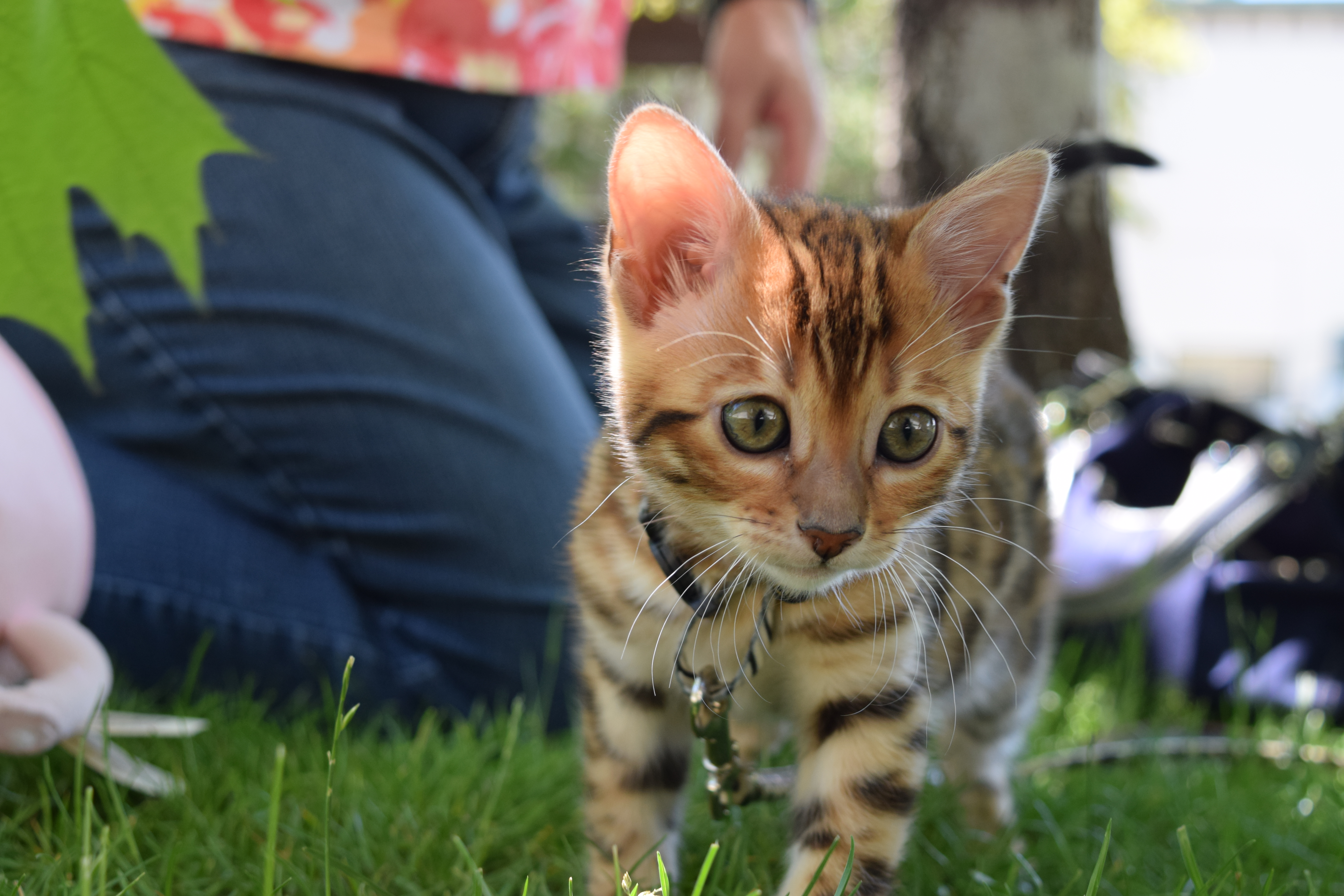 Bengal Cats For Sale | Denver | Silkenfur Bengal Cats Bengal Cats For Sale | Denver | Silkenfur Bengal Cats