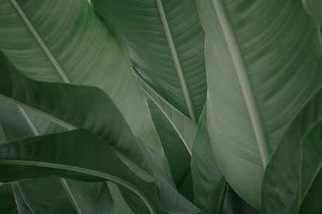 Banana Leaves_edited.jpg