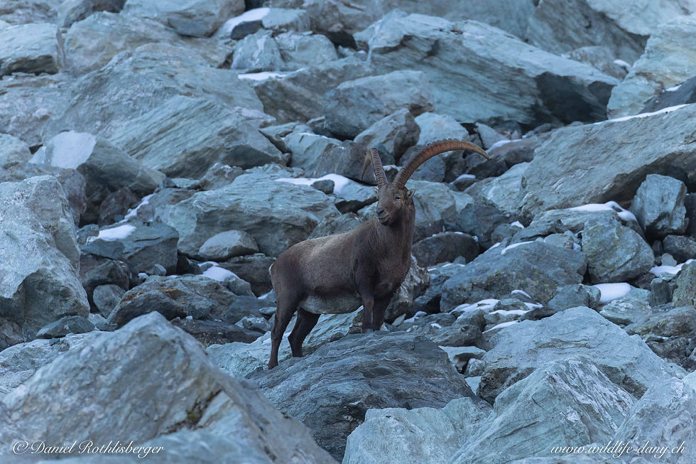 Bouquetins Valais 2025-6