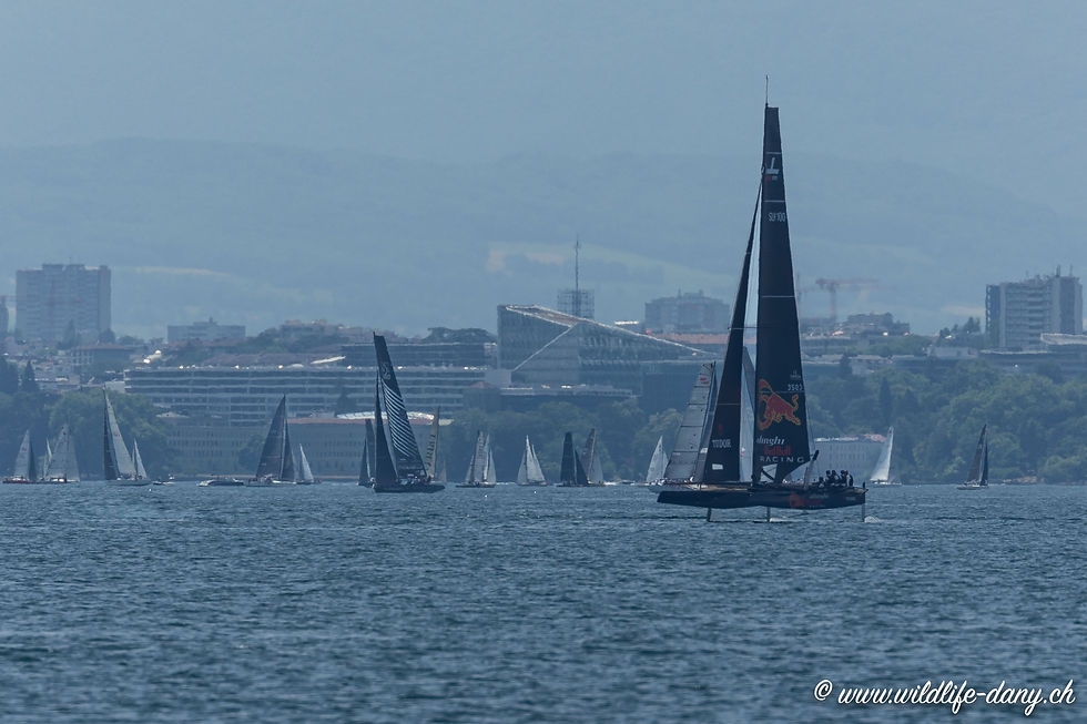 Régate Genève Rolle 2022-9