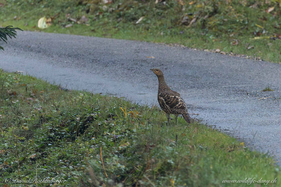 Femelle G.Tétras Jura 27.9.25