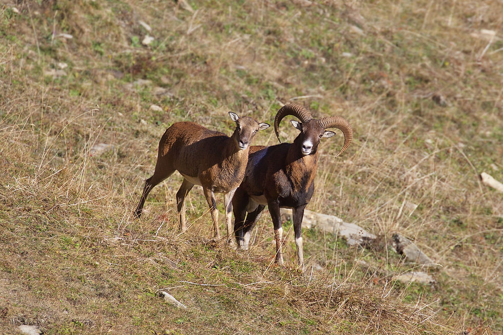 Mouflons VS. 28.10.17. (5)