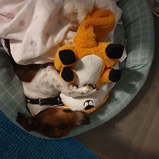patches.jpg
