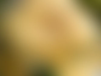Hollandaise Sauce