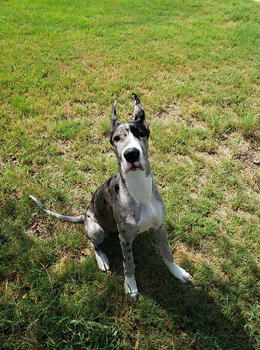 Daisy puppy lawn.jpg
