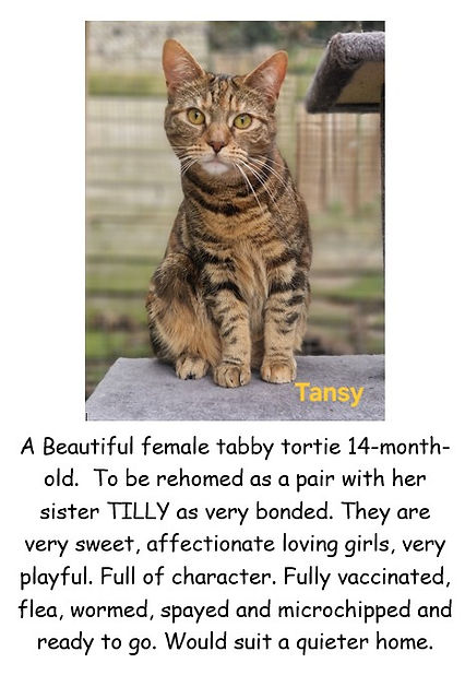 TANSY ADULT POSTER PIC.jpg