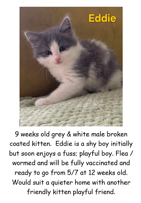 EDDIE KITTEN LAURAS POSTER PIC.png