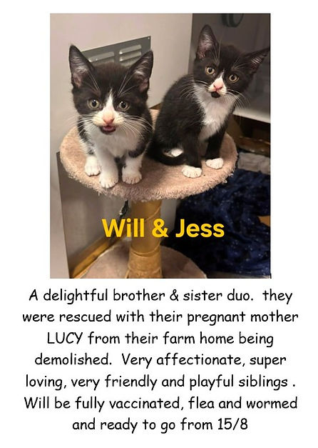 WILL & JESS KITTENJS POSTERS PIC.jpg