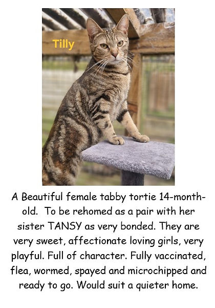 TILLY ADULT POSTER PIC.jpg
