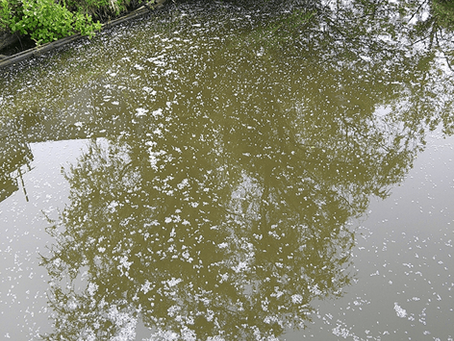 水温のお知らせ🐡