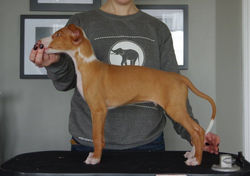 Merlin at 7 weeks old