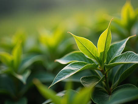 The Journey of Assam Tea from Leaf to Cup