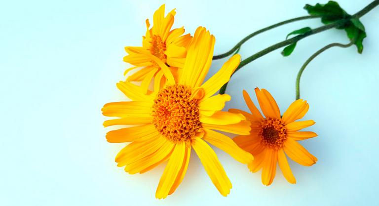 Arnica
