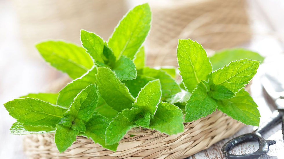 Menta