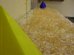 43 Anos Nova Aliança