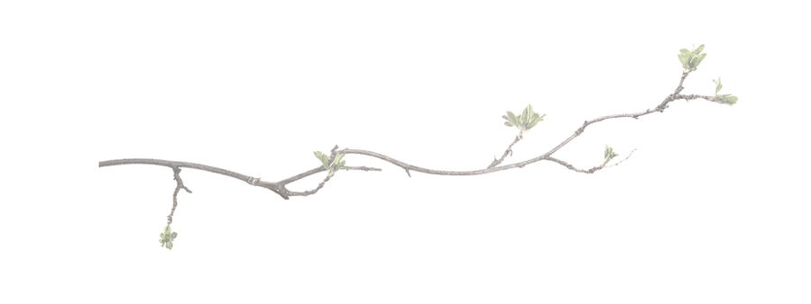 twigs.png