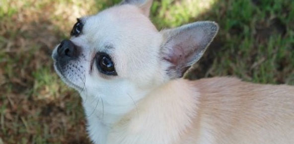 HEADSTAR COCORICO - Chihuahua PC.JPG