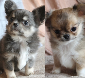 chiots chihuahua à poils longs des joyaux de la sambre.jpeg