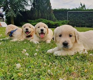 chiots joyaux de la sambre.jpg