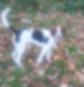 Smarty Martey, PETS.jpg