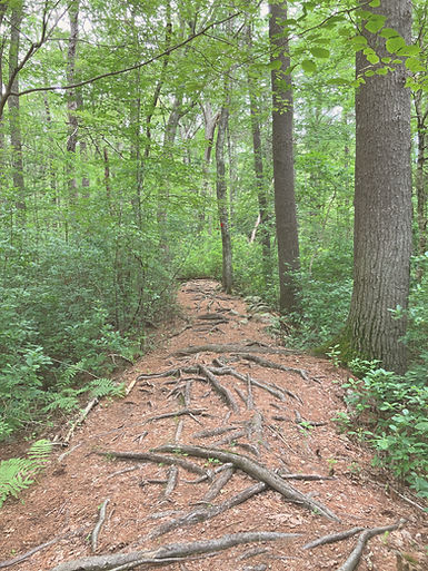 Roots on the path_edited.jpg