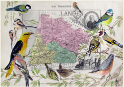 carte postale petit oiseaux