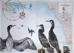 cormorans