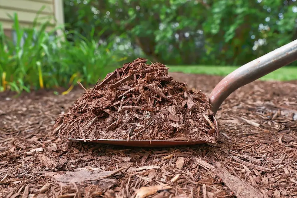 Mulch, Pine Straw, and Beyond: Choosing the Right Cover for Healthy Tree Roots